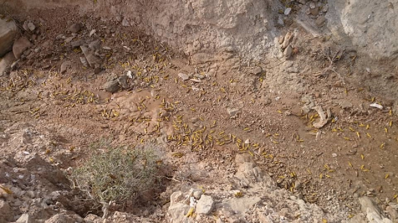 مبارزه با ملخ