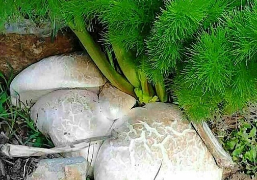 قارچ های سمی درکمین سلامت مصرف کنندگان