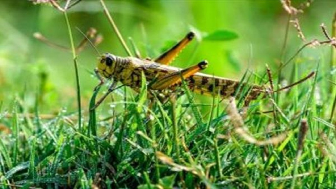 ۶۰۰ هکتار اراضی کشاورزی سمنان با آفت ملخ درگیر است