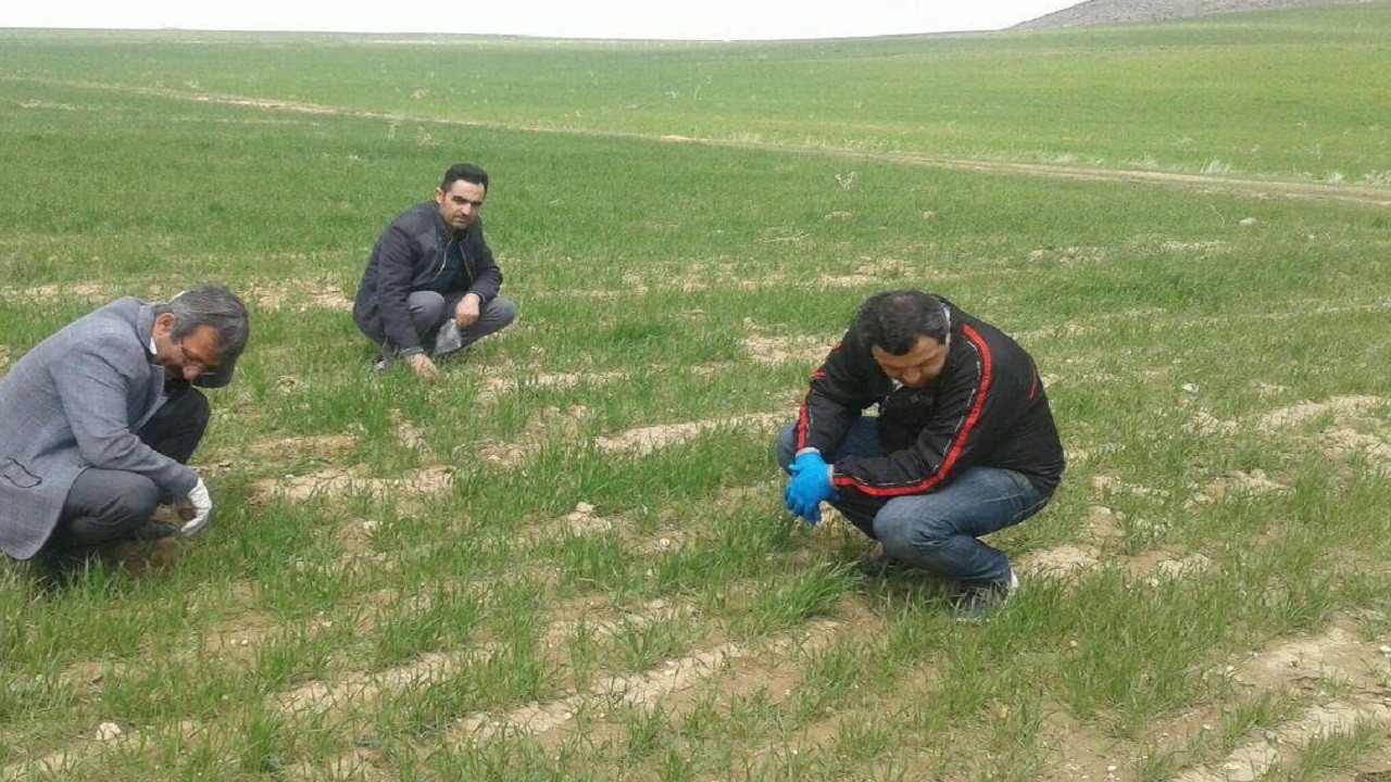 پایش سن، آفات و بیمار‌های گندم در بخش مرکزی خانمیرزا