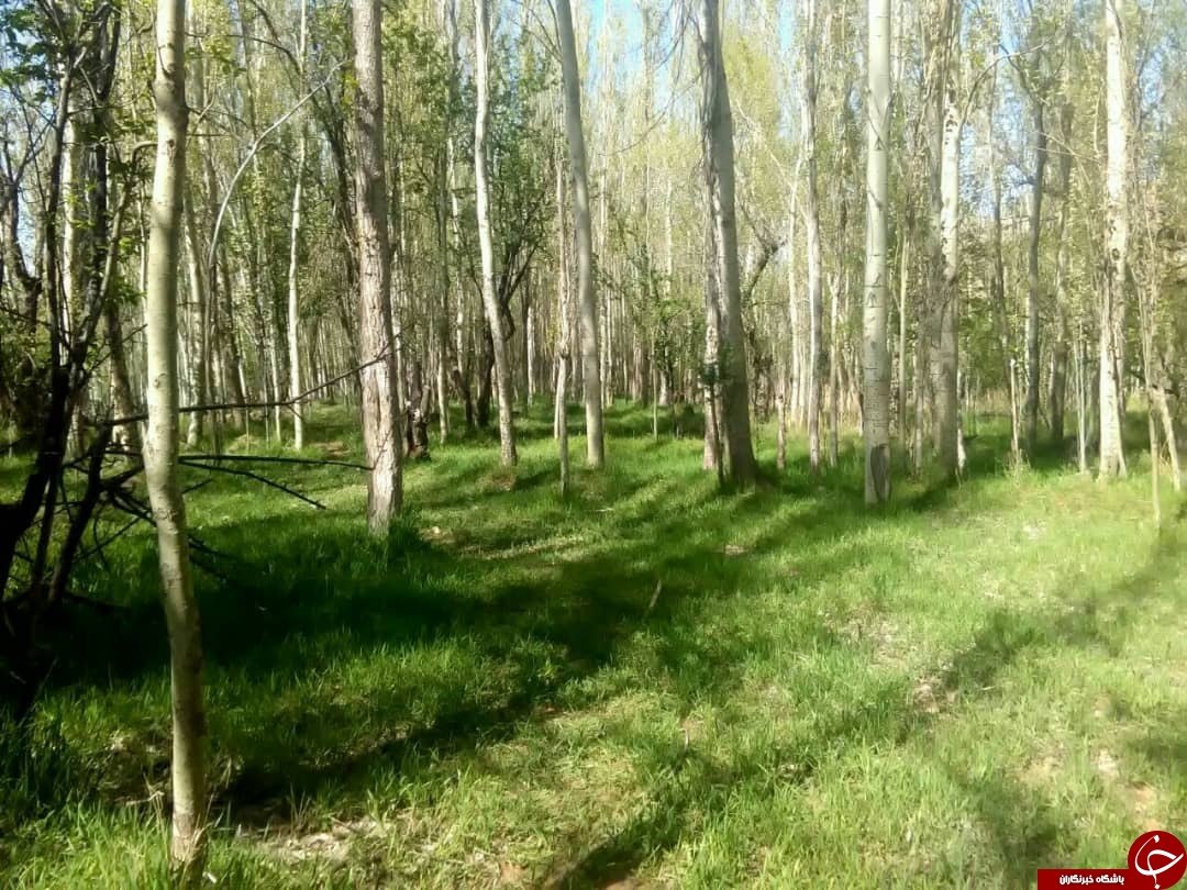 طبیعت&zwnj; بهاری روستای رودخانه بخش رخ