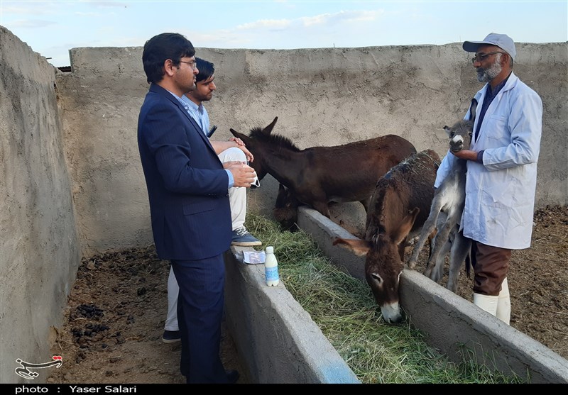 گفت&zwnj;وگوی خواندنی با نخستین پرورش&zwnj;دهنده الاغ در ایران + تصاویر