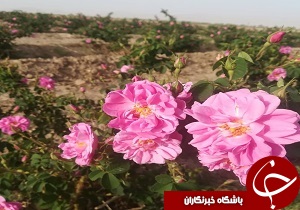 برداشت گل محمدی از گلستان&zwnj;های شهرستان خاتم
