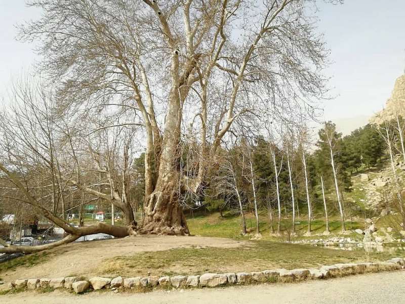آغاز مبارزه با آفت درخت‌های کهنسال تاق بستان