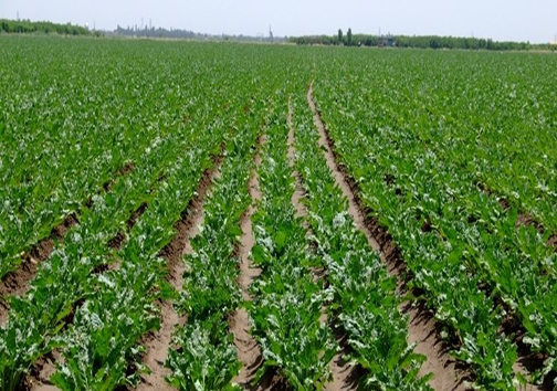 اختصاص حدود دوهزار هکتار از مزارع شهرستان مهاباد به کشت چغندرقند