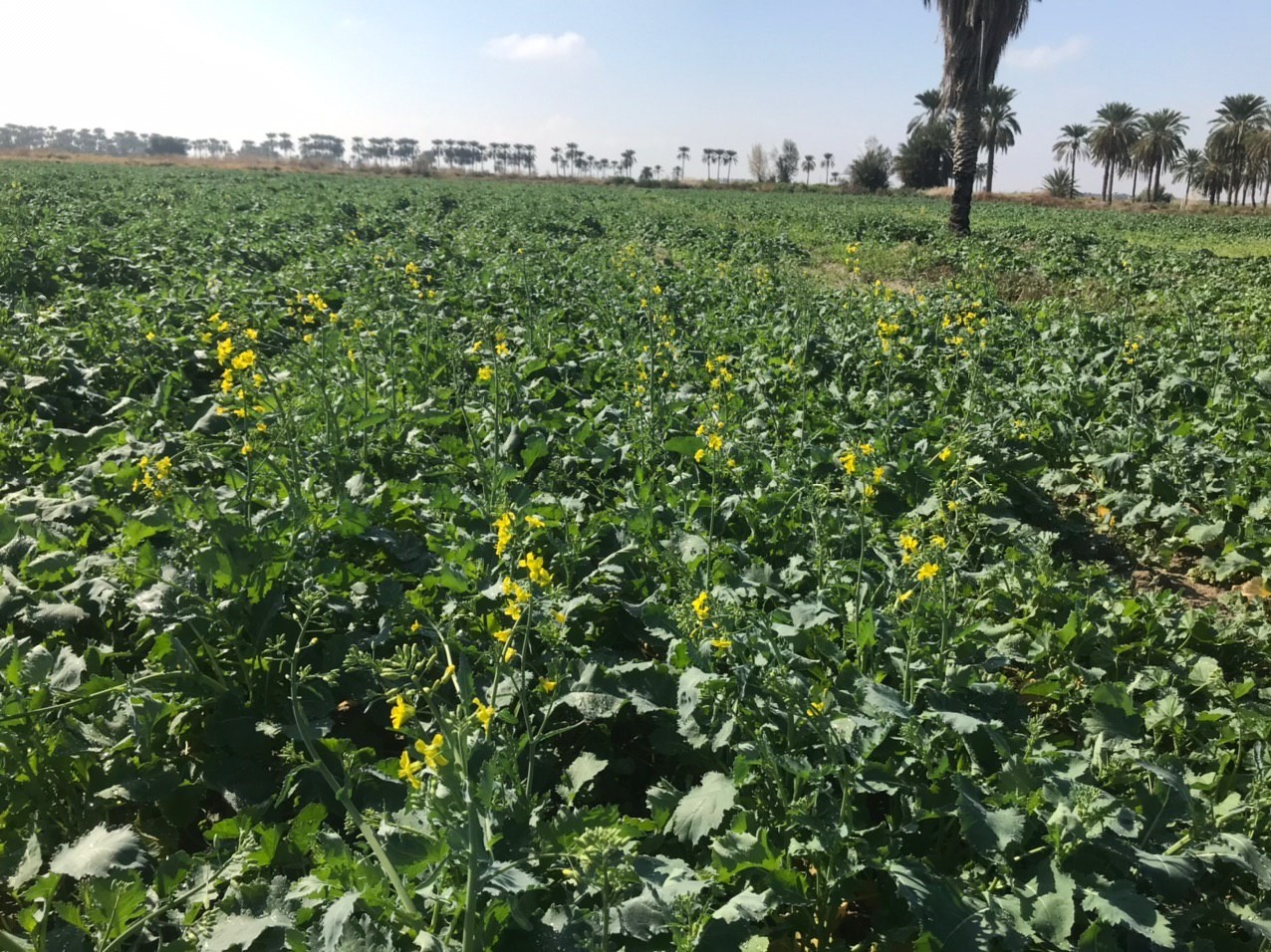 خرید کلزا در جنوب سیستان و بلوچستان از مرز ۳۵۰ تن گذشت