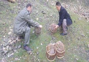 کشف و ضبط هفت قطعه کبک در سنندج
