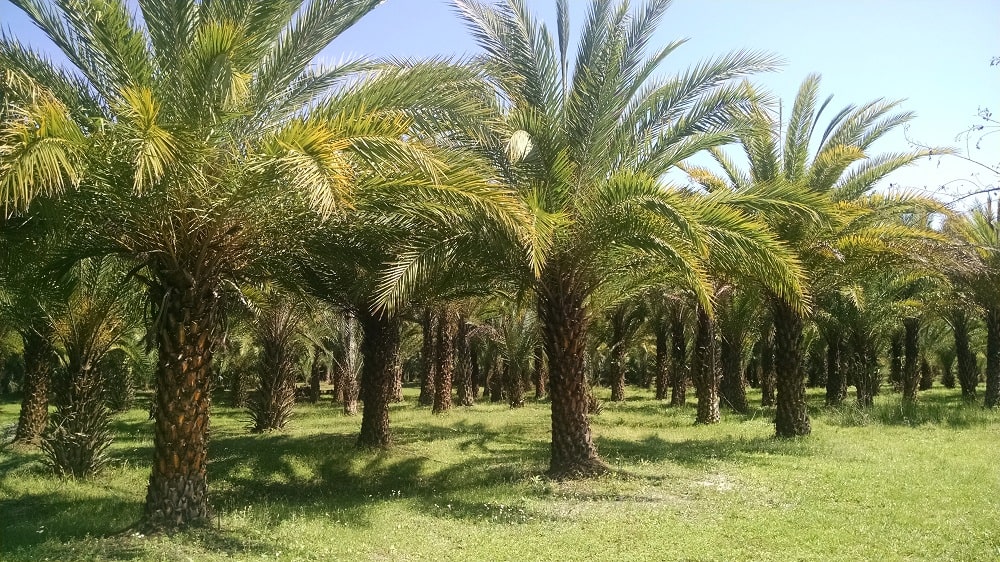 دلال بازی قیمت خرما را نامعقول می کند