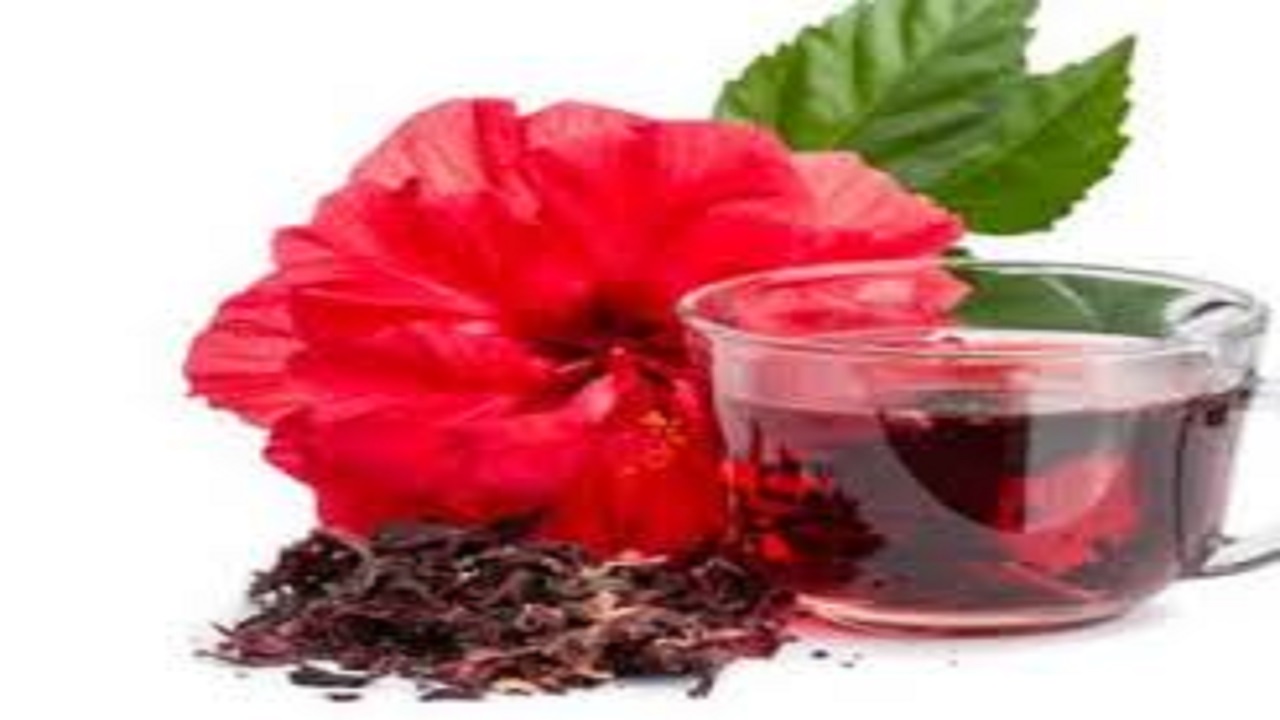 کشت چای ترش برای نخستین بار در مزارع رشتخوار