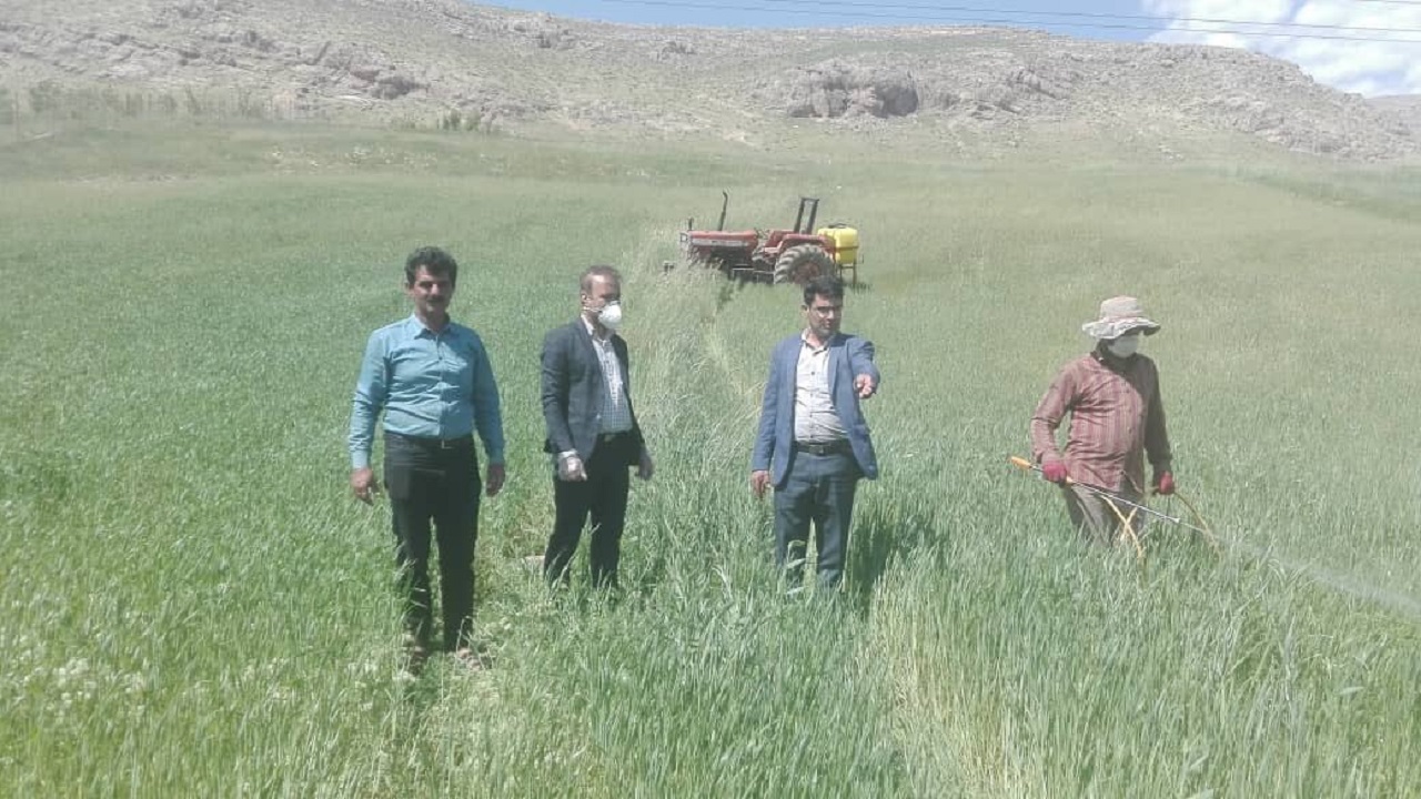مبارزه با علف&zwnj;های هرز غلات در بخش صمصامی