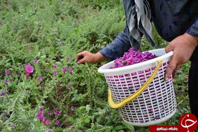 برداشت گیاهان دارویی در شهرستان رابر