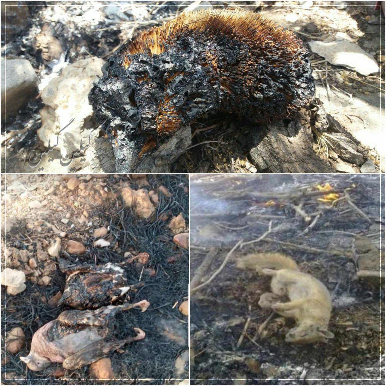 از فواره&zwnj;های بی امان آتش و زنده سوزی جانوران تا جای خالی آبپاش ها در بحران