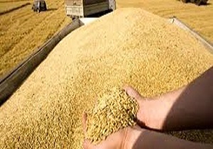 بیش از ۵ هزار تن گندم مازاد بر نیاز از کشاورزان خریداری می شود