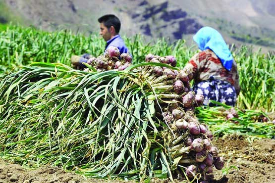 پیش بینی برداشت ۴۶ هکتار سیر از مزارع استان همدان