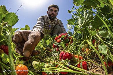 برداشت توت فرنگی در مریوان‎