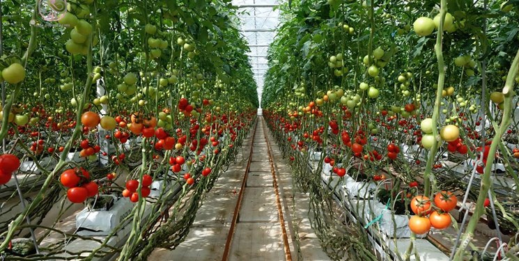فعالیت ۴۴ واحد گلخانه&zwnj;ای در شهرستان رزن