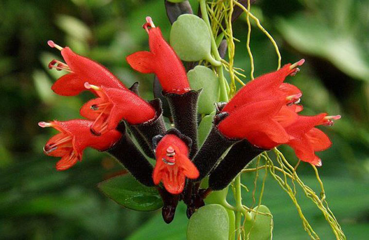 همه آنچه که باید درباره گیاه رژلب بدانید