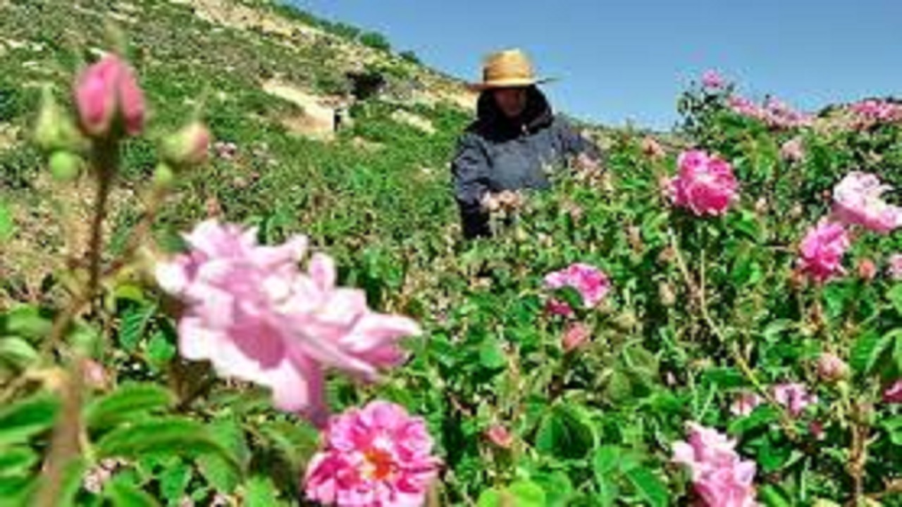 برداشت بیش از ۲۰ تن گل محمدی از گلستان‌های نیشابور