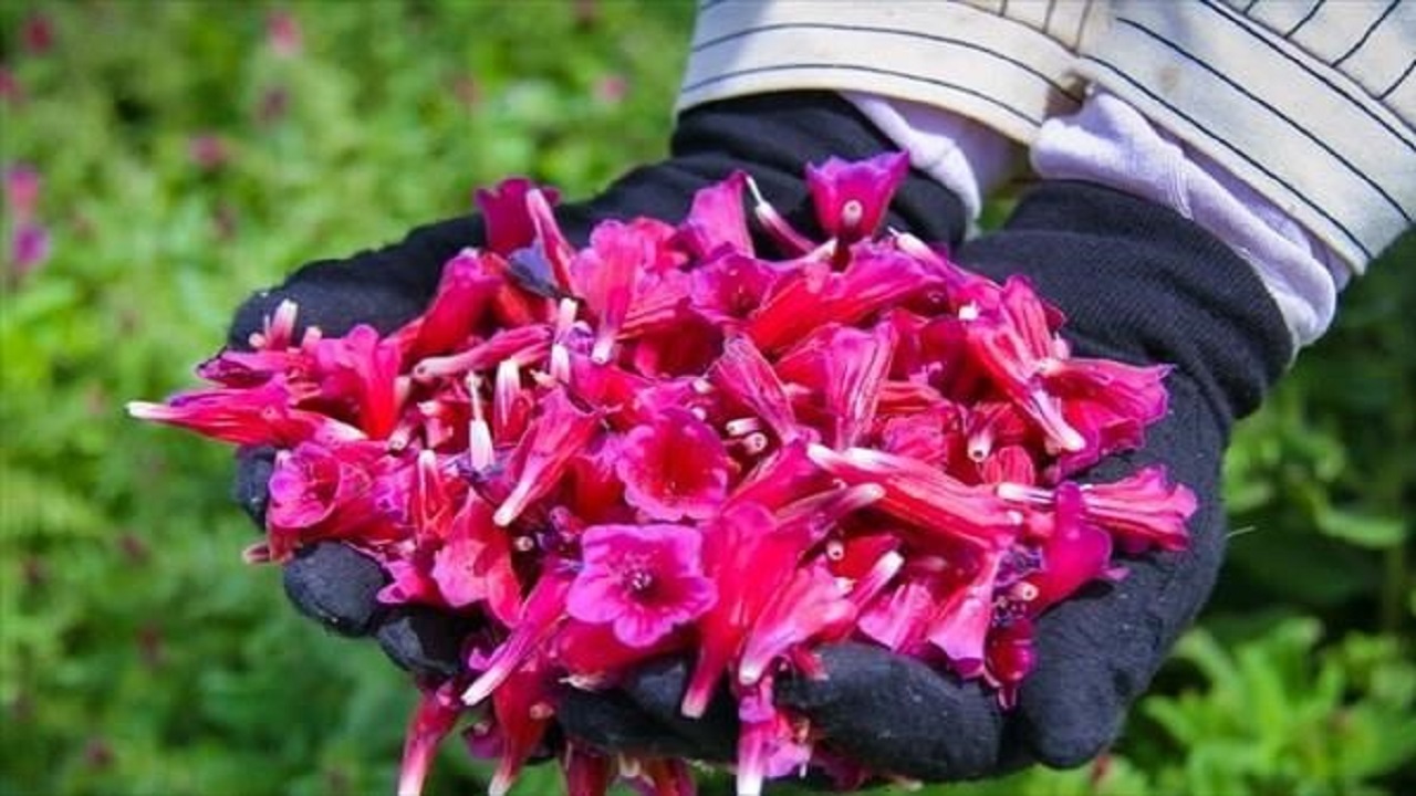آغاز برداشت گل گاوزبان از مزرعه تحقیقاتی گیاهان دارویی اصفهان