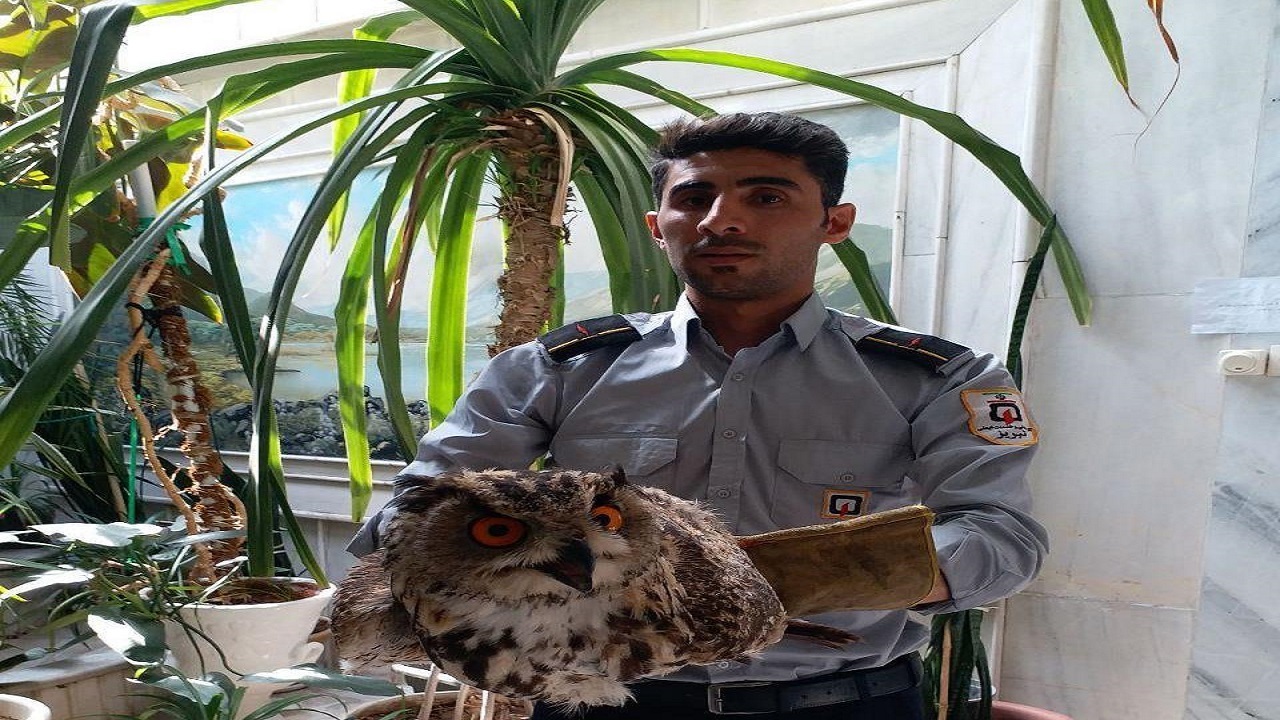 زنده گیری جغد در محوطه سینما ناجی تبریز
