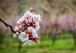 جوی آرام حاکم بر آسمان زنجان