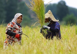 گسترش حضور زنان روستایی قم در فعالیت‌های کشاورزی