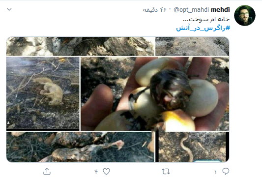 زاگرس در بی&zwnj;خبری سلبریتی&zwnj;ها دارد می&zwnj;سوزد؛ ببخشید که ما کوالا نداریم!