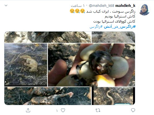 زاگرس در بی&zwnj;خبری سلبریتی&zwnj;ها دارد می&zwnj;سوزد؛ ببخشید که ما کوالا نداریم!