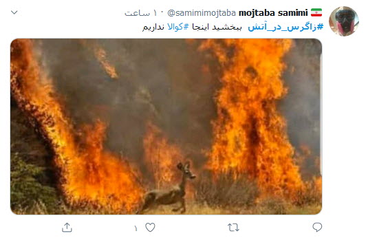 زاگرس در بی&zwnj;خبری سلبریتی&zwnj;ها دارد می&zwnj;سوزد؛ ببخشید که ما کوالا نداریم!