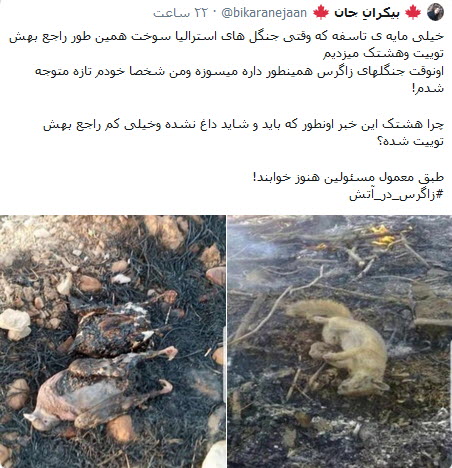 زاگرس در بی&zwnj;خبری سلبریتی&zwnj;ها دارد می&zwnj;سوزد؛ ببخشید که ما کوالا نداریم!
