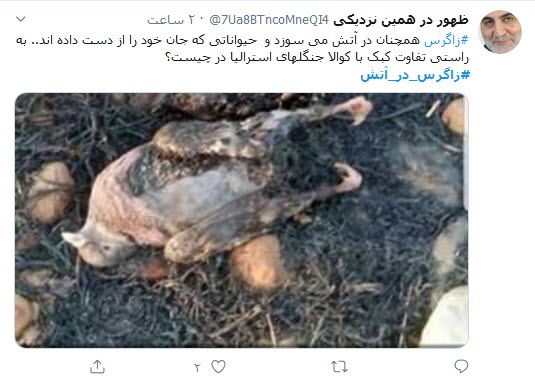 زاگرس در بی&zwnj;خبری سلبریتی&zwnj;ها دارد می&zwnj;سوزد؛ ببخشید که ما کوالا نداریم!