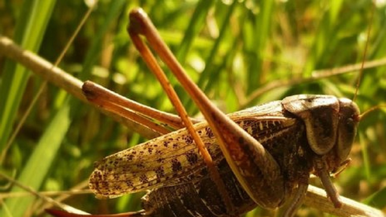 مبارزه با ملخ های بومی در ۱۱ هزار هکتار از اراضی استان اصفهان
