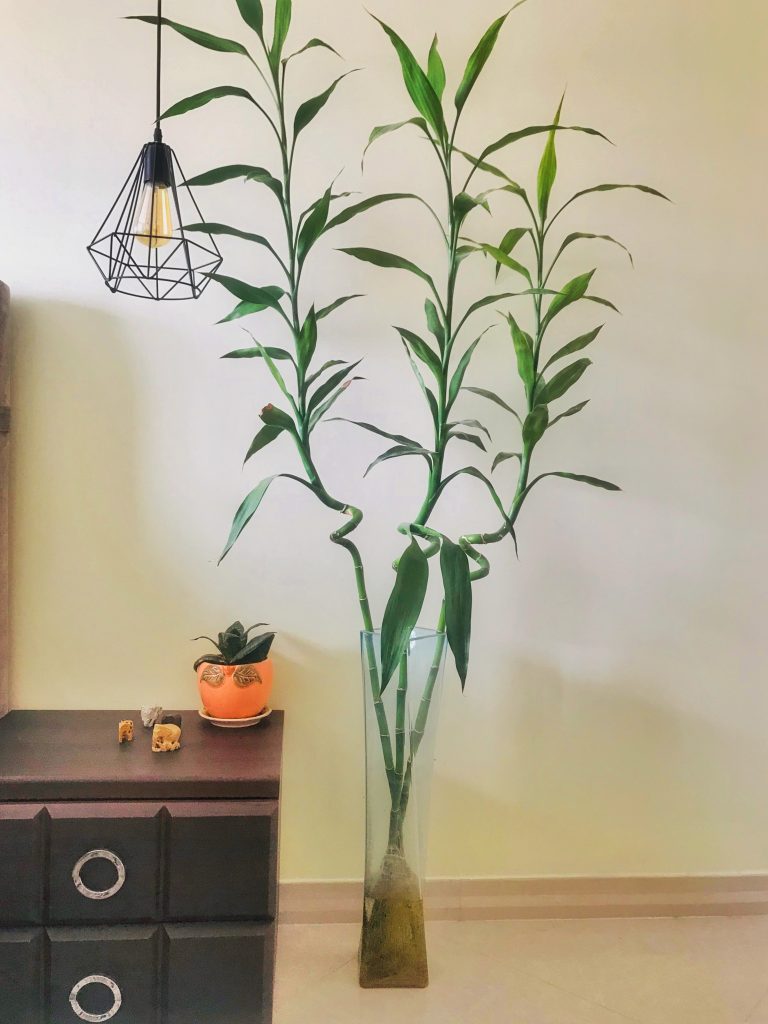 راز نگهداری از گیاه بامبو در منزل