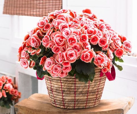 گیاه بگونیا، مناسب&zwnj;ترین گیاه برای آپارتمان