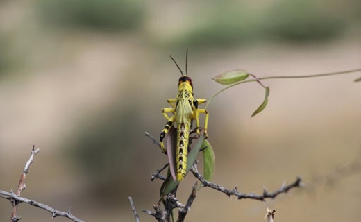 موج سواری ملخ&zwnj;ها بر روی مزارع استان سمنان/تلاش برای ریشه کنی این مهمان&zwnj;های ناخوانده&zwnj;