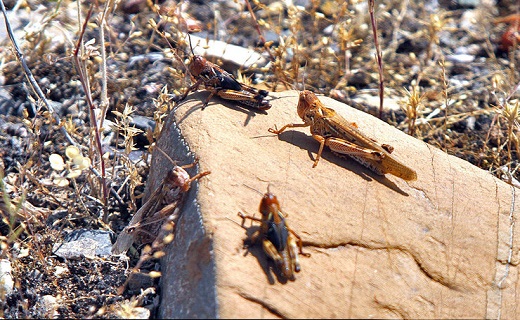 موج سواری ملخ&zwnj;ها بر روی مزارع استان سمنان/تلاش برای ریشه کنی این مهمان&zwnj;های ناخوانده&zwnj;