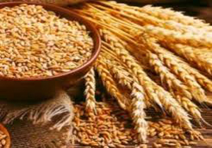 پیش‌بینی برداشت بیش از ۶۲ هزار و ۶۰۰ تن غلات در شیروان