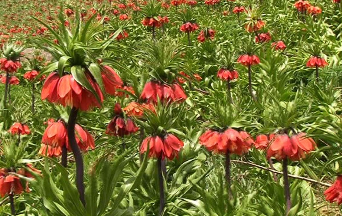 شکوفه دادن سر به زیرترین گل ایرانی در دامنه سهند
