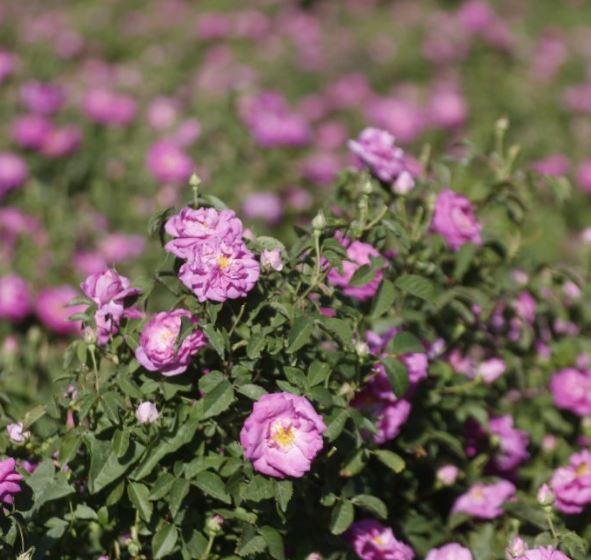 برداشت گل‌محمدی در آذرشهر
