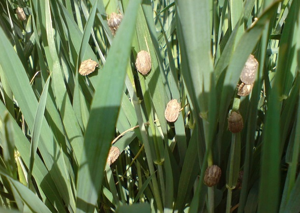 شروع مبارزه با پوره سن در مزارع غلات استان خراسان شمالی