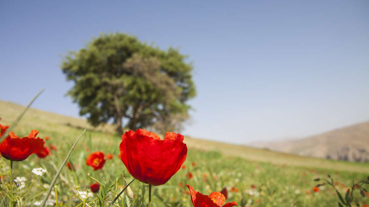 پیش بینی هوای بام ایران