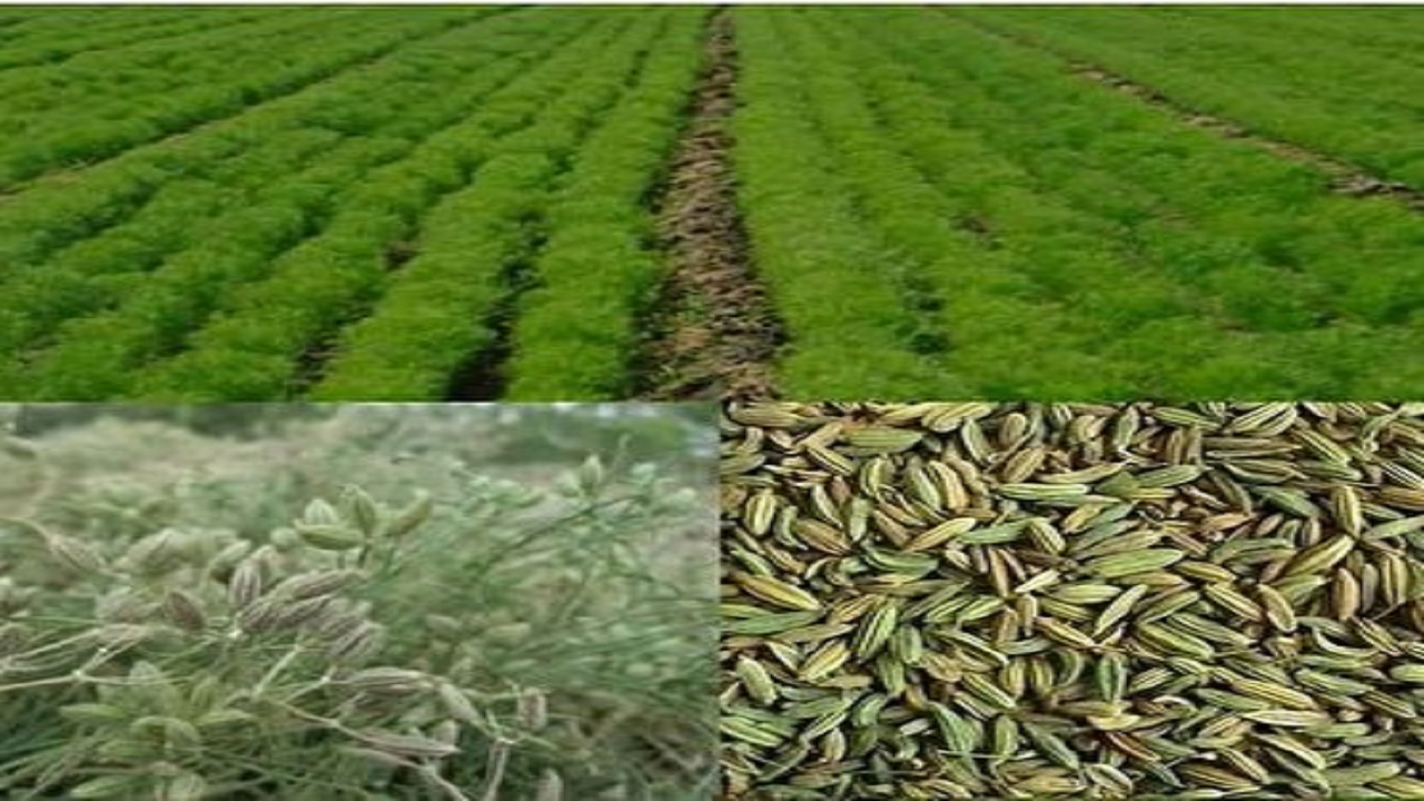 کاشت زیره سبز در ۳۱۰ هکتار از اراضی کشاورزی استان البرز