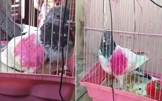 کبوتر باز پاکستانی خواستار بازگرداندن پرنده اش از مقامات هندی شد