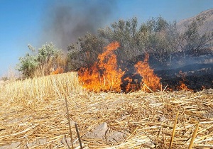 دستان سوزان آتش به علفزار‌های رودخانه دز رسید/حریق سرکوب شد