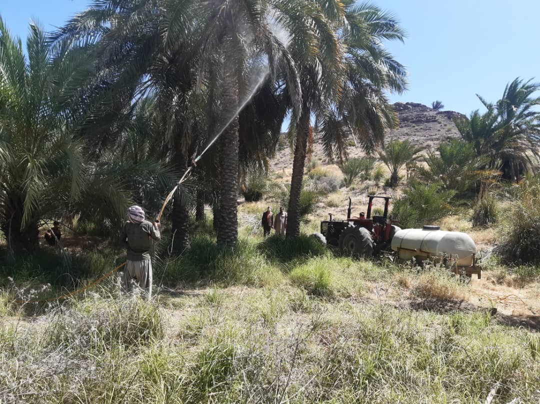آغاز مبارزه با آفت زنجره خرما در عنبرآباد