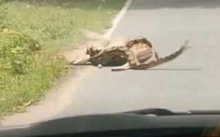 لحظه دیدنی نجات آهو از دست پیتون خونخوار توسط یک کارگر