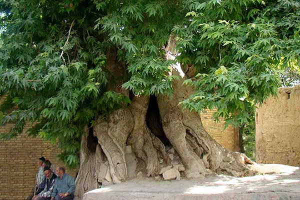 درختان کهنسال ،میراث طبیعی خراسان شمالی درختان کهنسال ،میراث طبیعی خراسان شمالی