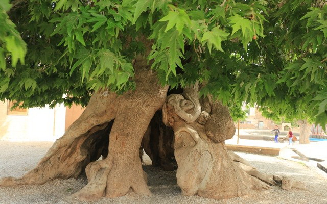 درختان کهنسال ،میراث طبیعی خراسان شمالی درختان کهنسال ،میراث طبیعی خراسان شمالی