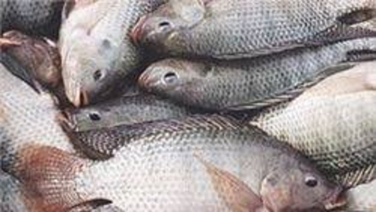 تأمین ۱۰۰ هزار قطعه بچه ماهی تیلاپیا برای خراسان جنوبی