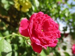 گوشه&zwnj;ای از طبیعت بهاری در سمیرم + تصاویر